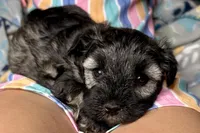 Austin, a male Miniature Schnauzer for sale in Buffalo, MO – 1 of 9