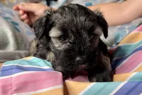 Austin, a male Miniature Schnauzer for sale in Buffalo, MO – 6 of 9