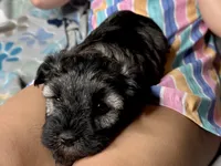 Austin, a male Miniature Schnauzer for sale in Buffalo, MO – 4 of 9