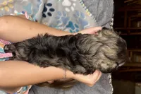 Austin, a male Miniature Schnauzer for sale in Buffalo, MO – 9 of 9