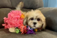 Callie, a female Lhasa Apso for sale in Buffalo, MO – 6 of 10