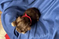 Eric, a male Miniature Schnauzer for sale in Buffalo, MO – 4 of 10