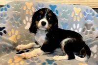 Russ, a male Cavalier King Charles Spaniel for sale in Buffalo, MO – 2 of 10