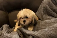 Callie, a female Lhasa Apso for sale in Buffalo, MO – 8 of 10