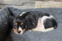 Rhett, a male Cavalier King Charles Spaniel for sale in Buffalo, MO – 3 of 9