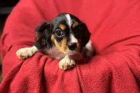 Ryan, a male Cavalier King Charles Spaniel for sale in Buffalo, MO – 9 of 10
