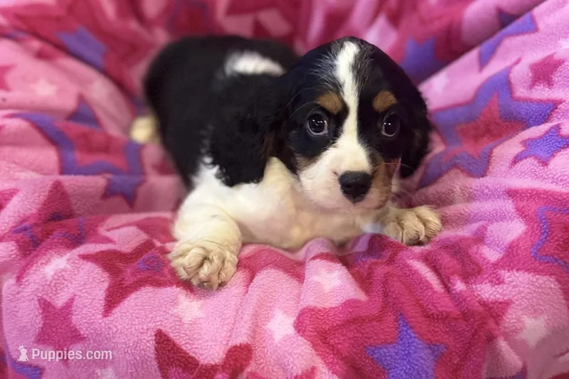 Molly – Cavalier King Charles Spaniel puppy for sale in Buffalo, MO