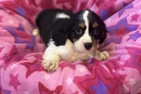 Molly, a female Cavalier King Charles Spaniel for sale in Buffalo, MO – 1 of 8