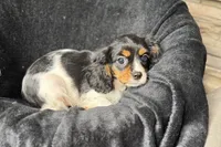 Rhett, a male Cavalier King Charles Spaniel for sale in Buffalo, MO – 7 of 9