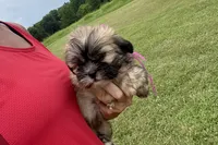 Camilla, a female Lhasa Apso for sale in Buffalo, MO – 5 of 7