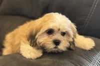 Capri, a female Lhasa Apso for sale in Buffalo, MO – 5 of 10