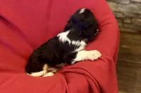 Maverick, a male Cavalier King Charles Spaniel for sale in Buffalo, MO – 9 of 10