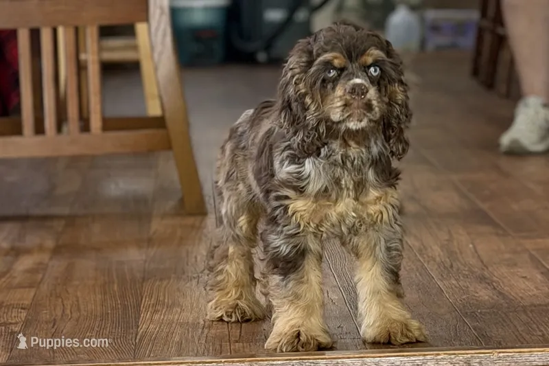 Snickers - AKC Champion Background – Cocker Spaniel puppy for sale in Buffalo, MO