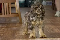 Snickers - AKC Champion Background, a male Cocker Spaniel for sale in Buffalo, MO – 1 of 4