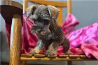Chica, a female Miniature Schnauzer for sale in Buffalo, MO – 5 of 9