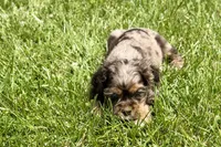 Lucky, a male Cocker Spaniel for sale in Buffalo, MO – 4 of 5