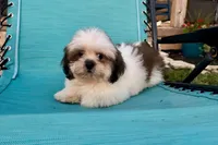Luna- AKC Champion Bloodlines, a female Lhasa Apso for sale in Buffalo, MO – 7 of 9