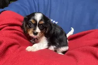 Ryan, a male Cavalier King Charles Spaniel for sale in Buffalo, MO – 8 of 10