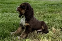 Bluey - AKC Champion Background, a male Cocker Spaniel for sale in Buffalo, MO – 7 of 7
