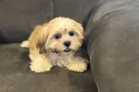 Capri, a female Lhasa Apso for sale in Buffalo, MO – 3 of 10
