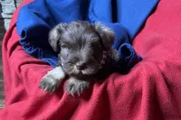 Evan, a male Miniature Schnauzer for sale in Buffalo, MO – 4 of 9