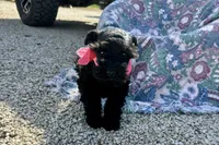 AKC Ariel, a female Miniature Schnauzer for sale in Buffalo, MO – 8 of 10