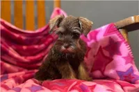 Chica, a female Miniature Schnauzer for sale in Buffalo, MO – 3 of 9