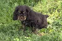 Bingo, a male Cocker Spaniel for sale in Buffalo, MO – 2 of 4