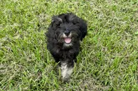 AKC- Addie, a female Miniature Schnauzer for sale in Buffalo, MO – 7 of 8