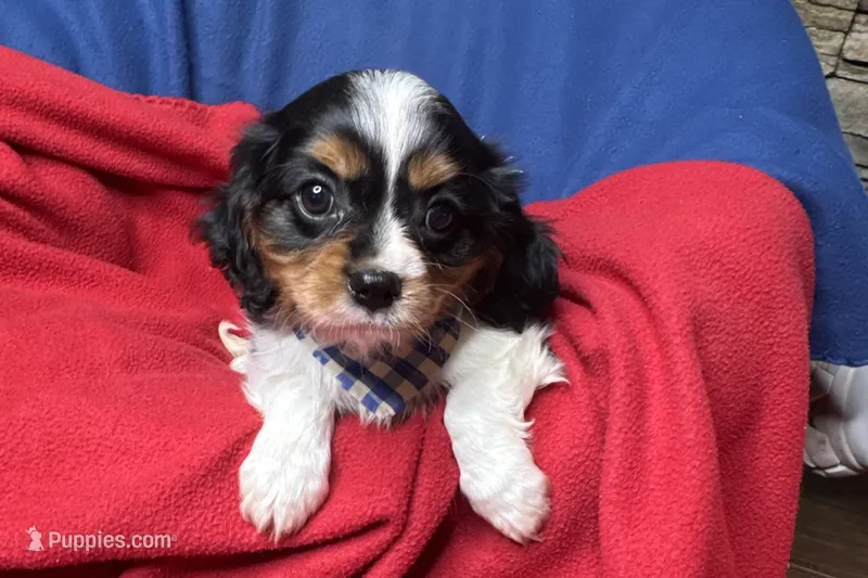 Ryan – Cavalier King Charles Spaniel puppy for sale in Buffalo, MO