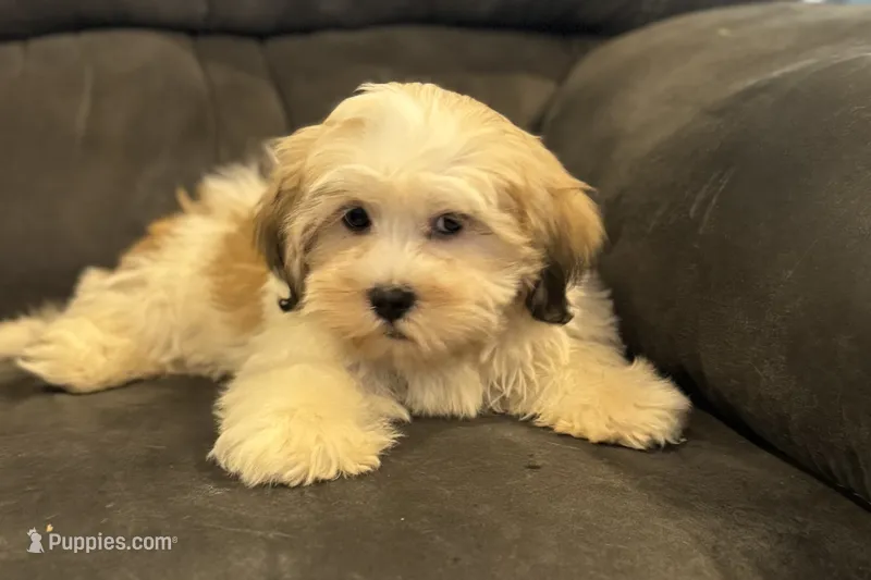 Carter – Lhasa Apso puppy for sale in Buffalo, MO