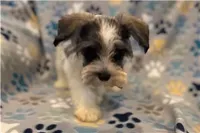 Chippy, a male Miniature Schnauzer for sale in Buffalo, MO – 5 of 6