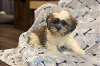 Tyson, a male Lhasa Apso for sale in Buffalo, MO – 4 of 6