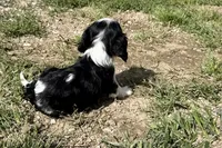 Patrick, a male Cavalier King Charles Spaniel for sale in Buffalo, MO – 6 of 10