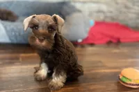 Evan, a male Miniature Schnauzer for sale in Buffalo, MO – 3 of 7