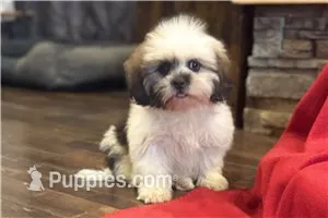 Teo – Lhasa Apso puppy for sale in Buffalo, MO