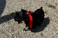 AKC- Addie, a female Miniature Schnauzer for sale in Buffalo, MO – 8 of 10