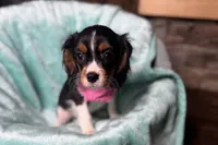 Renley, a female Cavalier King Charles Spaniel for sale in Buffalo, MO – 4 of 10