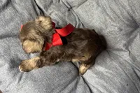 Ebby - AKC, a female Miniature Schnauzer for sale in Buffalo, MO – 8 of 9