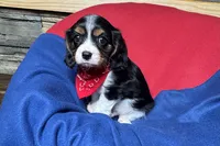 Ryder, a male Cavalier King Charles Spaniel for sale in Buffalo, MO – 8 of 10