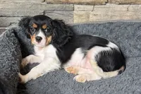 Rhett, a male Cavalier King Charles Spaniel for sale in Buffalo, MO – 4 of 9