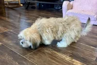 Callie, a female Lhasa Apso for sale in Buffalo, MO – 10 of 10