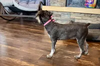 AKC- Addie, a female Miniature Schnauzer for sale in Buffalo, MO – 10 of 10