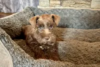 Eric, a male Miniature Schnauzer for sale in Buffalo, MO – 6 of 9