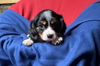 Ryder, a male Cavalier King Charles Spaniel for sale in Buffalo, MO – 3 of 10