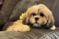 Callie, a female Lhasa Apso for sale in Buffalo, MO – 4 of 10