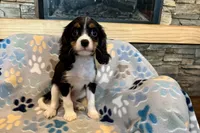 Russ, a male Cavalier King Charles Spaniel for sale in Buffalo, MO – 9 of 10