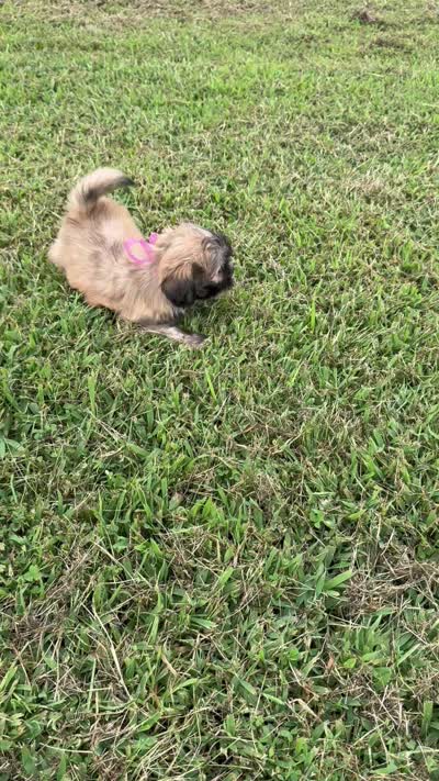 Camilla, a female Lhasa Apso for sale in Buffalo, MO – 7 of 7