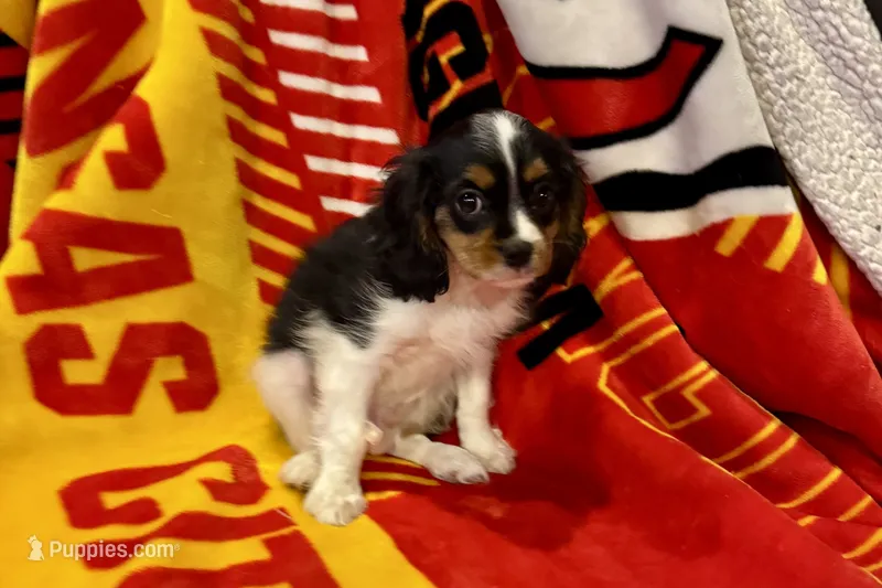 Ryan – Cavalier King Charles Spaniel puppy for sale in Buffalo, MO