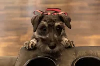 AKC- Addie, a female Miniature Schnauzer for sale in Buffalo, MO – 7 of 10